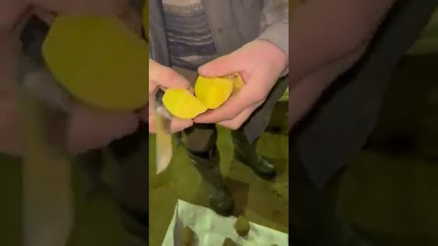 Картофель сорт Вега смотреть онлайн