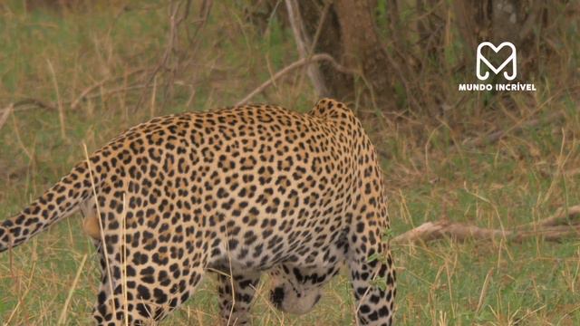 LEOPARDO COMENDO MACACO смотреть онлайн