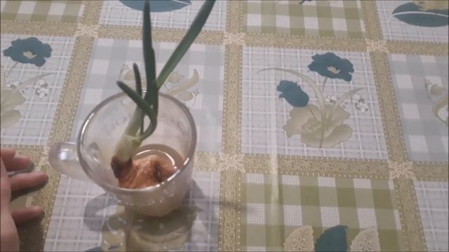 Как вырастит зелен домашних условиях, Выращивание зеленого лука без земли и почему стоит выращивать смотреть онлайн