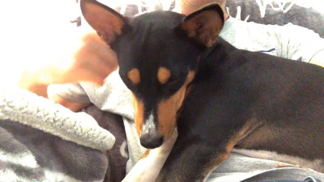 Coffee and a Basenji смотреть онлайн