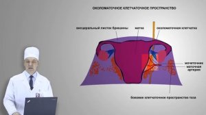 Хирургическая анатомия малого таза (Большаков, И. Н.)