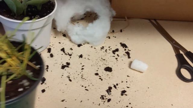 Last Plant Splurge of 2020!!/Gabriella Plants Unboxing смотреть онлайн
