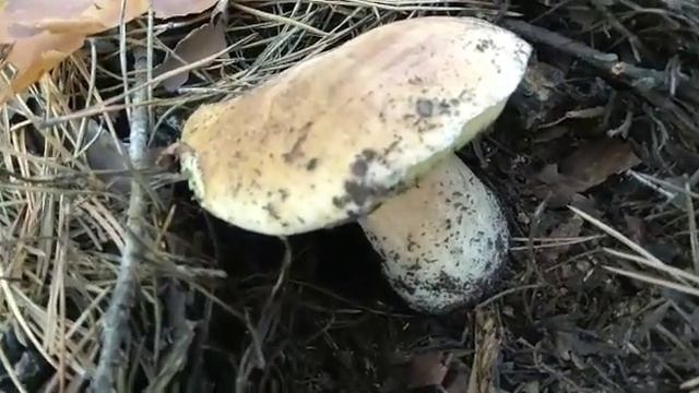 Белые грибы, где и как растут. смотреть онлайн