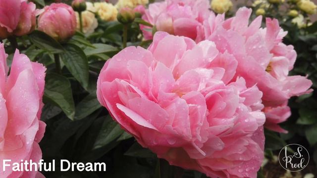 Faithful Dream смотреть онлайн