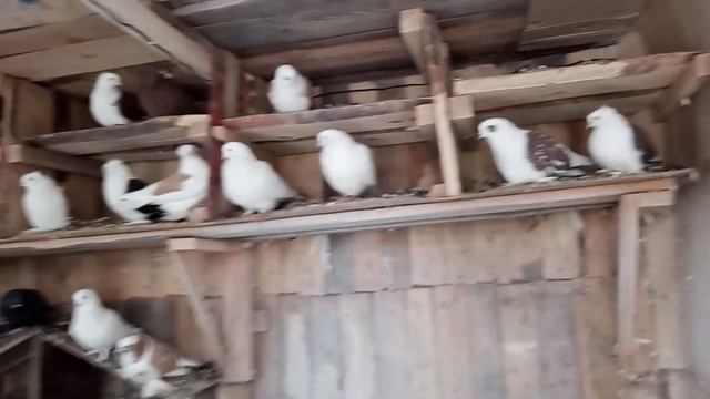 кормление домашней птицы смотреть онлайн