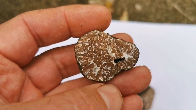 Trufla letnia (Tuber aestivum), sól truflowa i masło truflowe смотреть онлайн