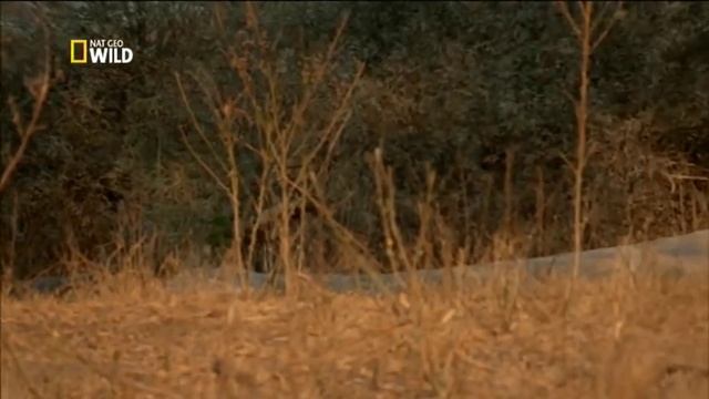 История одной гиеновой собаки - A wild dog's tale(Nat Geo Wild) смотреть онлайн