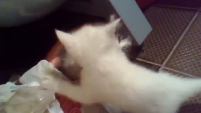 Котята дерутся в туалете =) смотреть онлайн