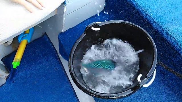Рыба из Эгейского моря смотреть онлайн