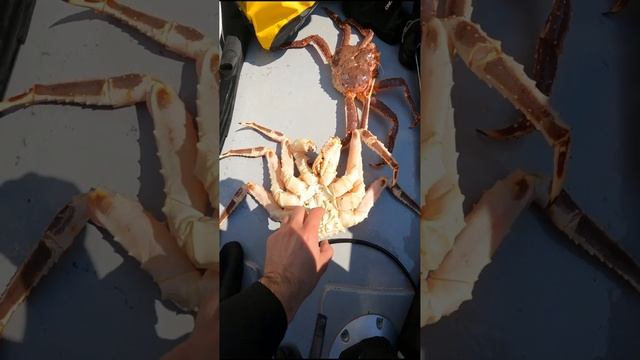 #shorts #русскиймеханик как отличить самца от самки ? смотреть онлайн