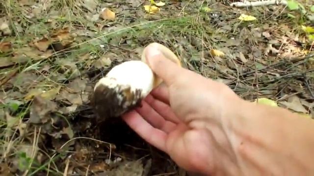 Выкручивание грибов /Twisting mushrooms смотреть онлайн