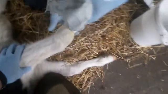 Наложение гипсовой повязки теленку. смотреть онлайн