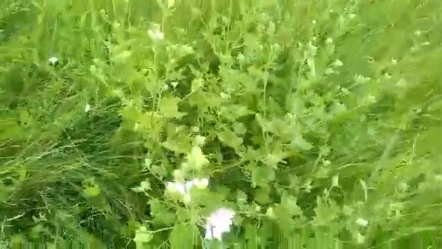 Мальва Растение обзор на видео. Это лето пчёлы и мёд. смотреть онлайн