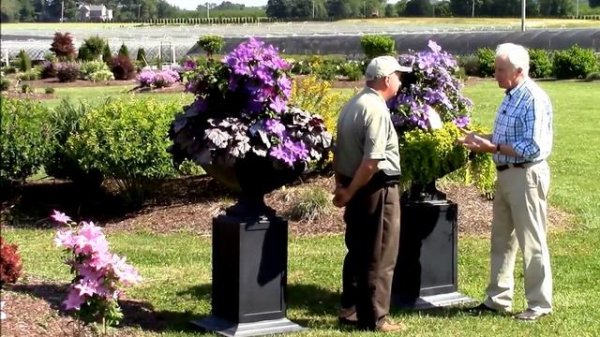 Stunning Planter Combination featuring Clematis General Sikorski