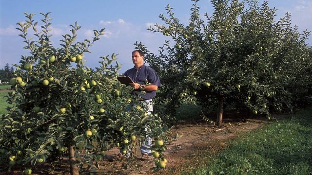 Facts About Apple Trees смотреть онлайн