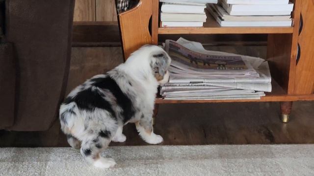 Tammie the AKC Mini American Shepherd смотреть онлайн