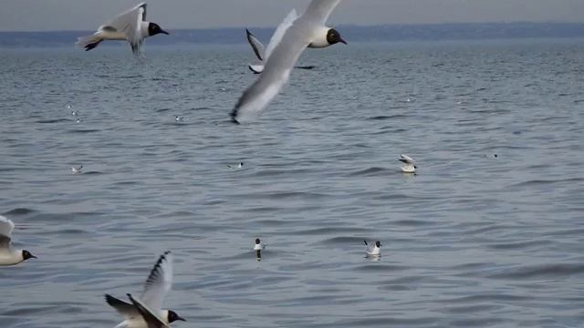 Чайки на море. смотреть онлайн