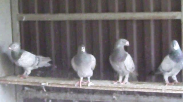 Англиийские голуби. Шоу Гомер - впечатляющая порода. Краткая история создания. смотреть онлайн