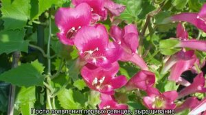 Азарина — уход и выращивание лианы