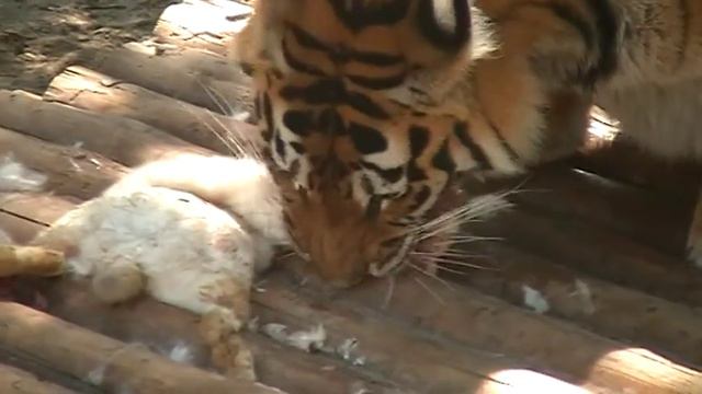 Кролики это не только ценный мех смотреть онлайн