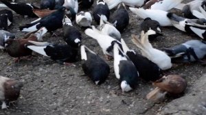 Голуби Мариуполя. Николаевские,  курские, павлин белый и другие