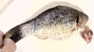 Как вырезать у рыбы жабры. И зачем это нужно делать.