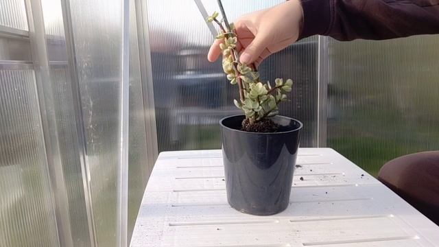 rempotage d'un PORTULACARIA AFRA VARIEGATA смотреть онлайн