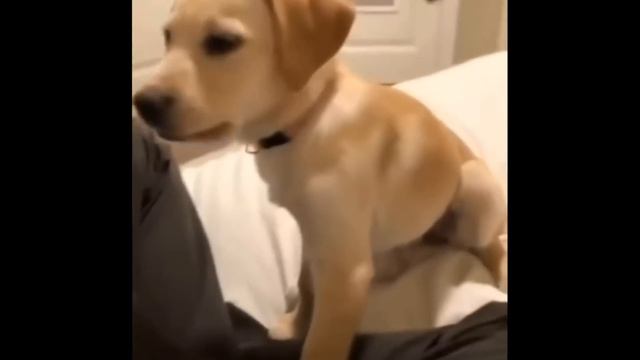 Top 5 Dog смотреть онлайн