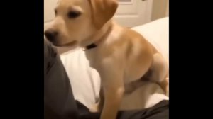 Top 5 Dog