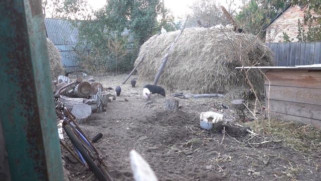 VLOG Уехали с Дашей в село. Вот это урожай смотреть онлайн