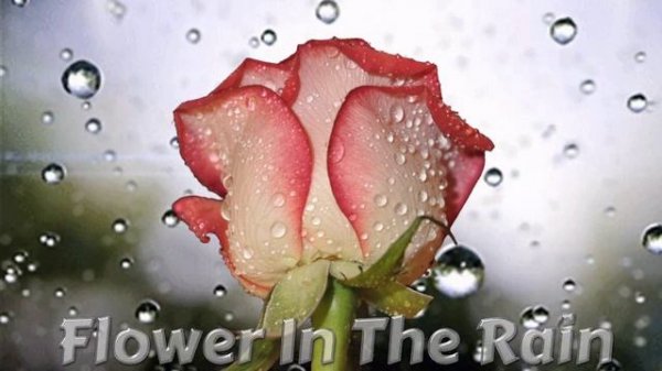 Michael Rimini - Flower In The Rain (Extended Vocal Rimini Mix) 2023 NEW ITALO DISCO