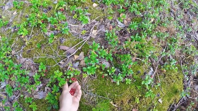 ЭТО НАСТОЯЩЕЕ РЫБАЦКОЕ СЧАСТЬЕ!!! Рыбалка на таёжной реке БОЛЬШАЯ КОКШАГА смотреть онлайн