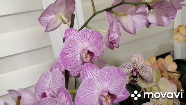 Весенние цветение орхидей. смотреть онлайн