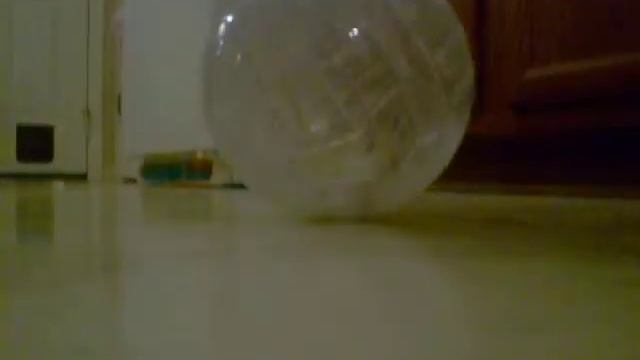 Gerbil in ball! смотреть онлайн