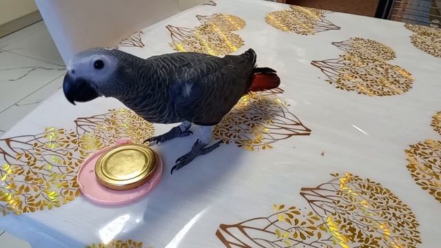 Попугай жако. Первый тест на сообразительность смотреть онлайн