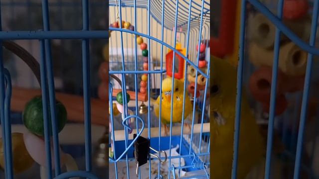 Жёлтый волнистый попугай смотреть онлайн