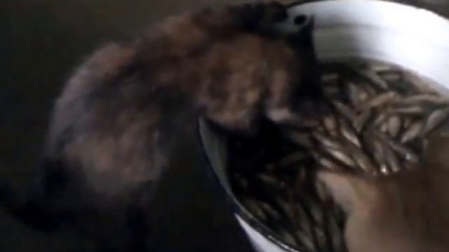 Коты рыбу ловят смотреть онлайн