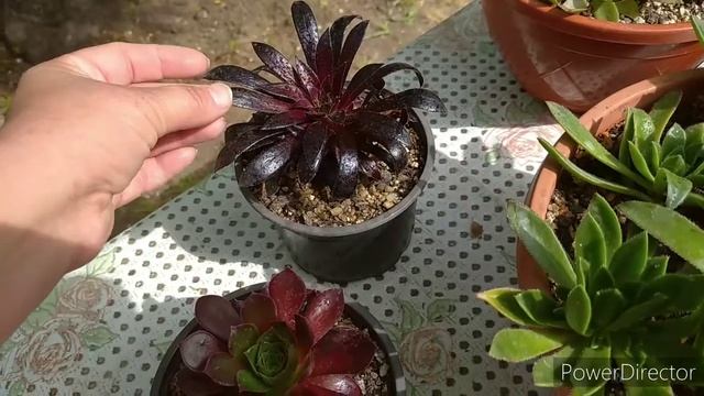 Эониум Симса и его потомки. Сорта и гибриды смотреть онлайн