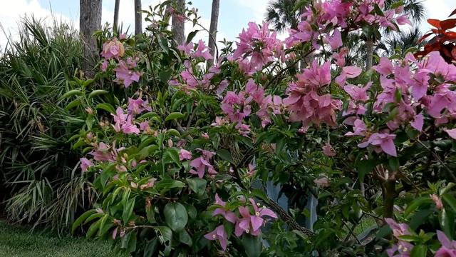 Silhouette Bougainvillea