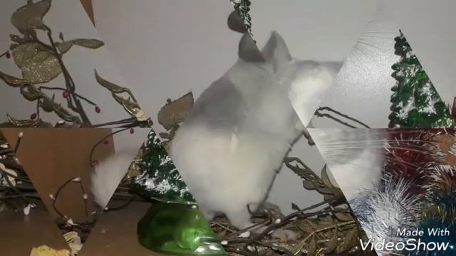 Шиншилла Белый Бриллиант! Окрас Снег под Инием!)) ВСЕХ С НОВЫМ ГОДОМ!!! смотреть онлайн