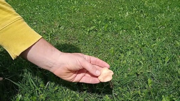 Vilin klinčić, Čeladinka. Marasmius oreades - Fairy Ring Champignon