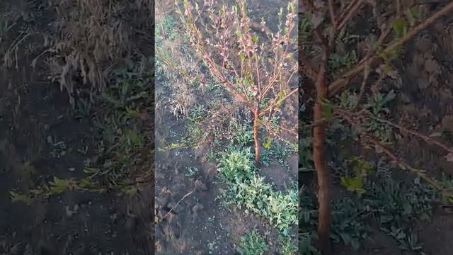 деревья персика сорта эрли ред смотреть онлайн