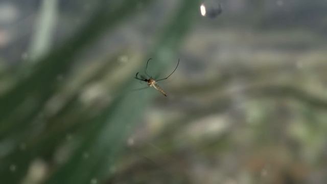 Зеленые животные - Фильм 2. Утоление голода - Документальный фильм смотреть онлайн