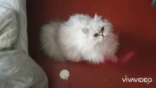 котëнок играет. смотреть онлайн