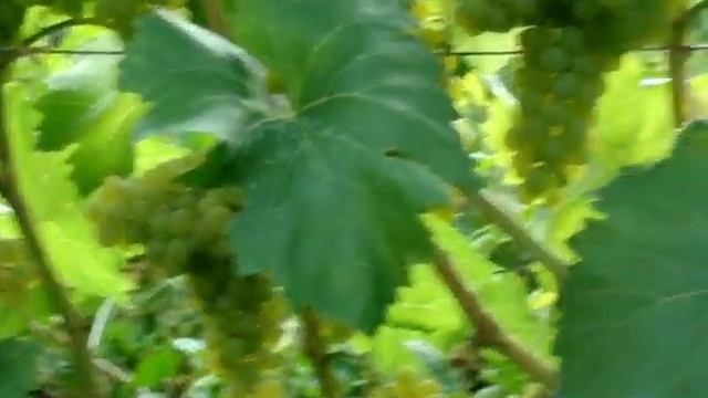 КИШМИШ 342 у наших друзей смотреть онлайн