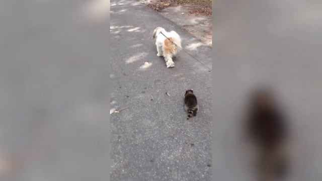 Еноты воришки / Еноты воруют еду / Приколы с животными / Смешные еноты / Приколы 2020 смех до слез смотреть онлайн