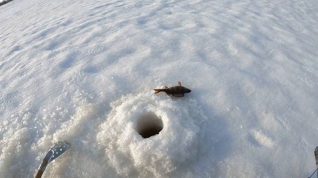 ОКУНЬ СХОДИТ С УМА ОТ ЭТОГО МУРАВЬЯ! СУПЕР МОРМЫШКА ДЛЯ ОКУНЯ! НАЧАЛ ЗАКРЫВАТЬ ЗИМНЮЮ РЫБАЛКУ! смотреть онлайн