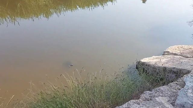 В поиске черепах,пеликанов и приключений./Мост Черепах.Речка Александр/Мацпур Виккер. смотреть онлайн