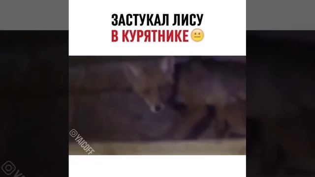 лиса и курятник ребятам на фронт я там уже был и знаю каково это 2202 2003 4591 2586 сбер смотреть онлайн