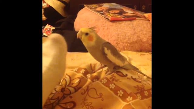 ты кто? попугай разговаривает смотреть онлайн